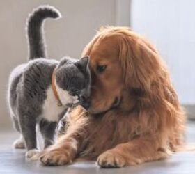 do cats and dogs really hate each other, Cat and dog image via Canva