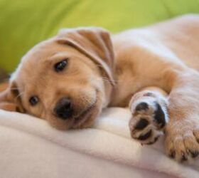 5 Fun Facts About Dogs That Might Surprise You