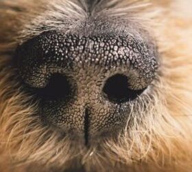 5 fun facts about dogs that might surprise you, Dog s nose image via Canva