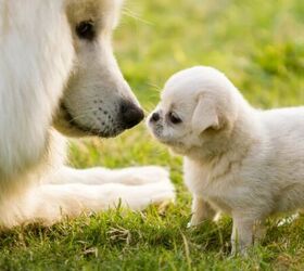 5 fun facts about dogs that might surprise you, White dog and puppy image via Canva