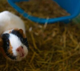 5 Top Tips for Looking After Guinea Pigs