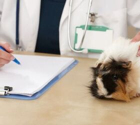 5 top tips for looking after guinea pigs, Guinea pig at vet image via Canva