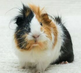 5 top tips for looking after guinea pigs, Guinea pig image via Canva