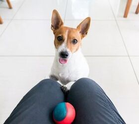 Why Does My Dog Stare at Me All the Time?