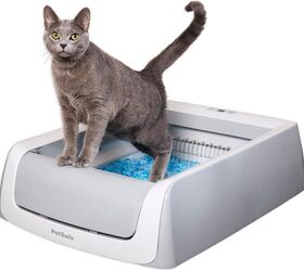 cat care for seniors made easy