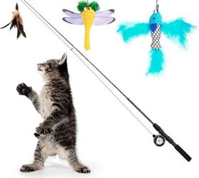 cat care for seniors made easy