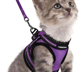 cat care for seniors made easy