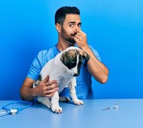Why Does My Dog Have Bad Breath?