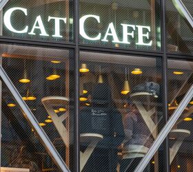 UK Cat Cafes in Danger of Shutting Down