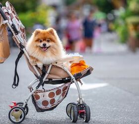 Study Finds Dogs Really Are Surrogates to Having Children