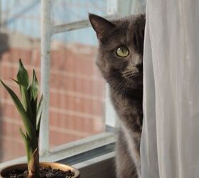How to Cat-Proof Your Home