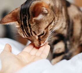 Cats Recognize Their Owner's Scent, Study Suggests