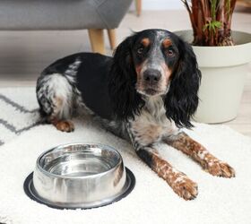 Can a Water Additive Keep My Dog's Teeth Clean?