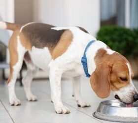 can a water additive keep my dog s teeth clean, Photo credit PixieMe Shutterstock com