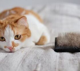 What's the Best Way to Stop My Cat's Hairballs?