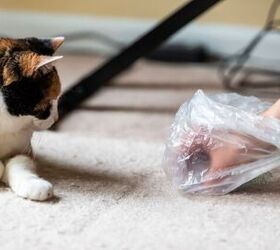 what s the best way to stop my cat s hairballs, Photo credit Kristi Blokhin Shutterstock com