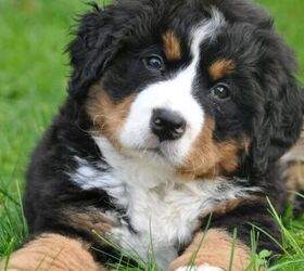 What Makes a Good Dog’s Name? — From the Dog’s Perspective