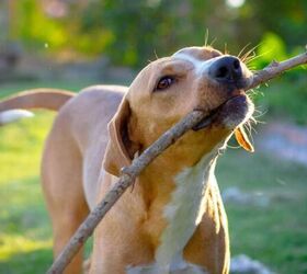 what makes a good dogs name from the dogs perspective, Dog with stick image via Canva