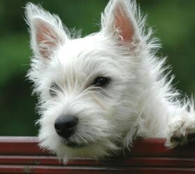 what makes a good dogs name from the dogs perspective, Dog image via Canva