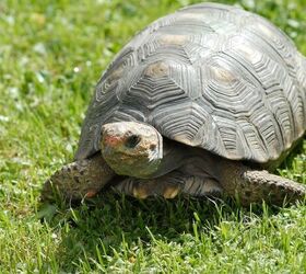 Everything You Need to Know Before Getting a Pet Tortoise