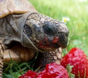 everything you need to know before buying a pet tortoise, Pet tortoise image via Canva