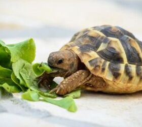 everything you need to know before buying a pet tortoise, Pet tortoise image via Canva