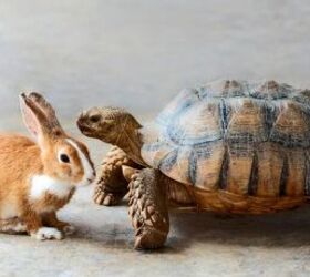 everything you need to know before buying a pet tortoise, Pet tortoise with rabbit image via Canva