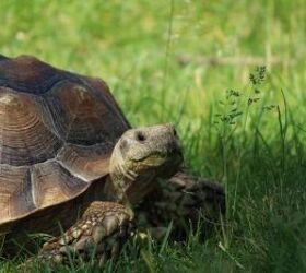 everything you need to know before buying a pet tortoise, Pet tortoise image via Canva