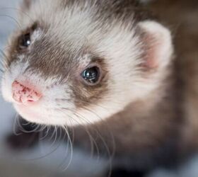 5 Essential Tips for Looking After Ferrets