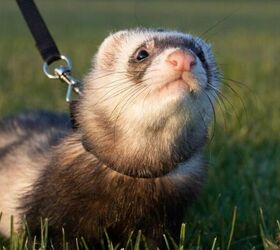 5 essential tips for looking after ferrets, Pet ferret image via Canva