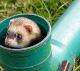 5 essential tips for looking after ferrets, Pet ferret image via Canva