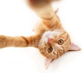 What’s Behind the Orange Cat Coat Color? A Genetic Mutation