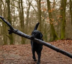 Dog Stick Libraries... They Really Are a Thing