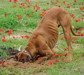 should i be worried about my dog eating dirt, Photo credit Irina Fuks Shutterstock com