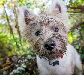 Should I Be Worried About My Dog Eating Dirt?