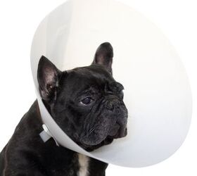 Let's Swap Out the Dread Dog Cone With Something Comfortable!