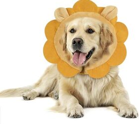 let s swap out the dread dog cone with something comfortable