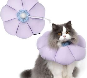 let s swap out the dread dog cone with something comfortable