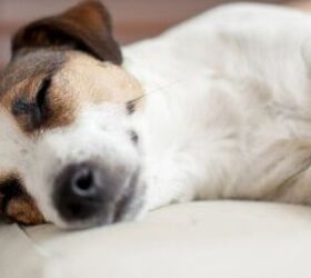 These Common Household Items Could Harm Your Dog