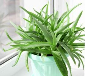 these common household dangers could harm your dog, Aloe vera image via Canva