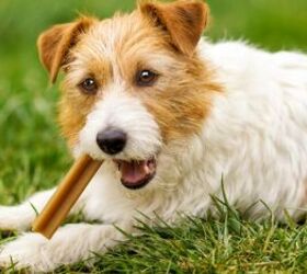 these common household dangers could harm your dog, Dog chewing on a treat image via Canva