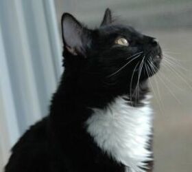 7 human foods your cat can enjoy as a treat, Black and white cat image via Canva