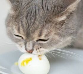 7 human foods your cat can enjoy as a treat, Cat enjoying an egg image via Canva