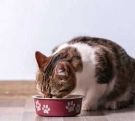 7 human foods your cat can enjoy as a treat, Cat eating image via Canva