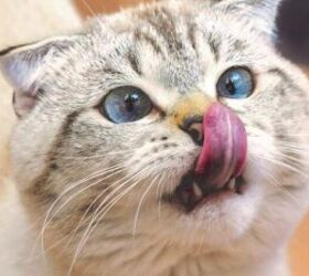 7 human foods your cat can enjoy as a treat, Hungry cat image via Canva