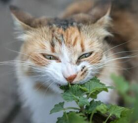 Is Catnip Safe for Cats?