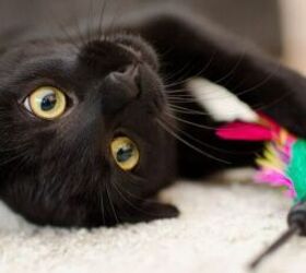 is catnip safe for cats, Black cat image via Canva