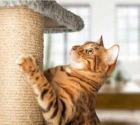 is catnip safe for cats, Cat using a scratching post image via Canva