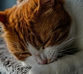 is catnip safe for cats, Cat napping image via Canva