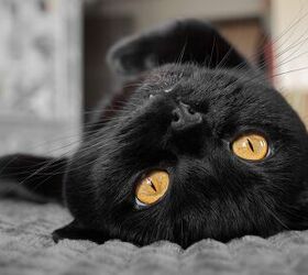 Its True! Some Cats Purr More Than Others